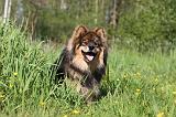 CHIEN FINNOIS DE LAPONIE 286